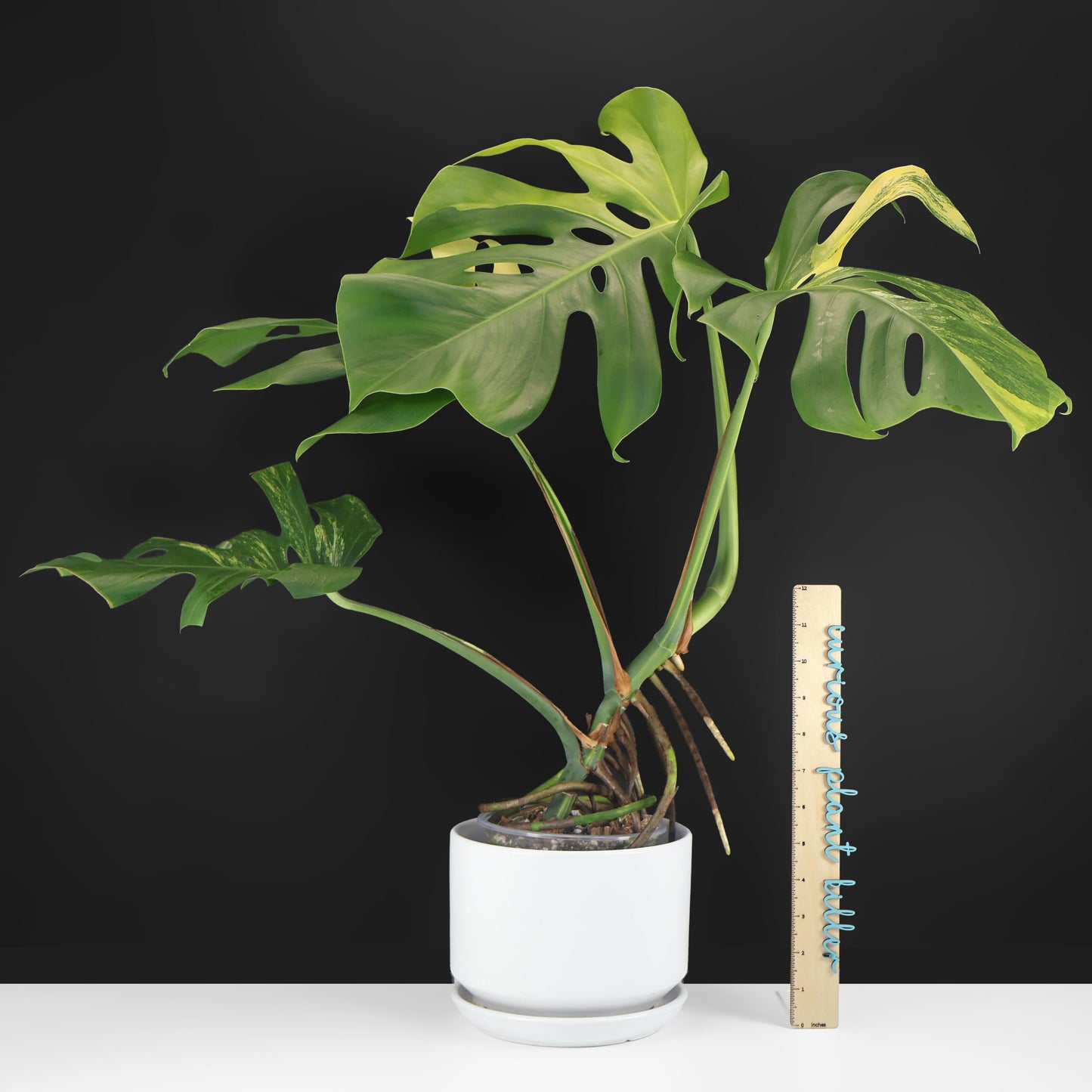 Monstera Aurea (Marmorata)