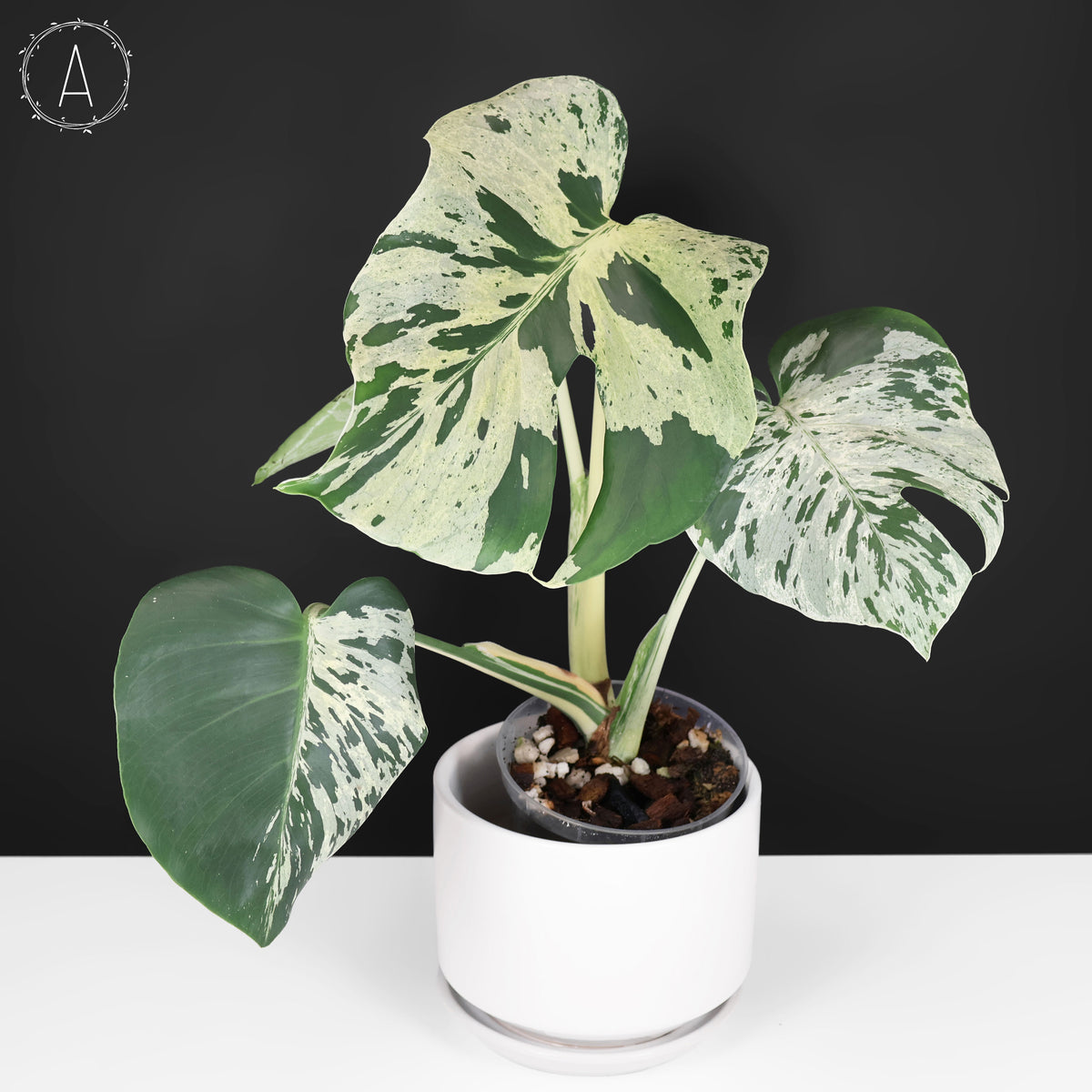 Monstera Bulbasaur