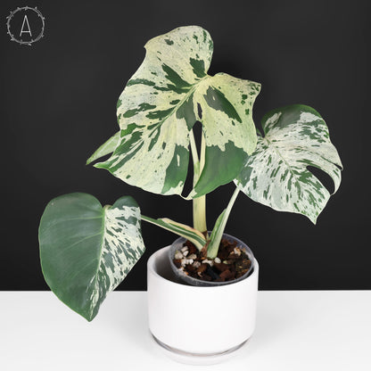 Monstera Bulbasaur