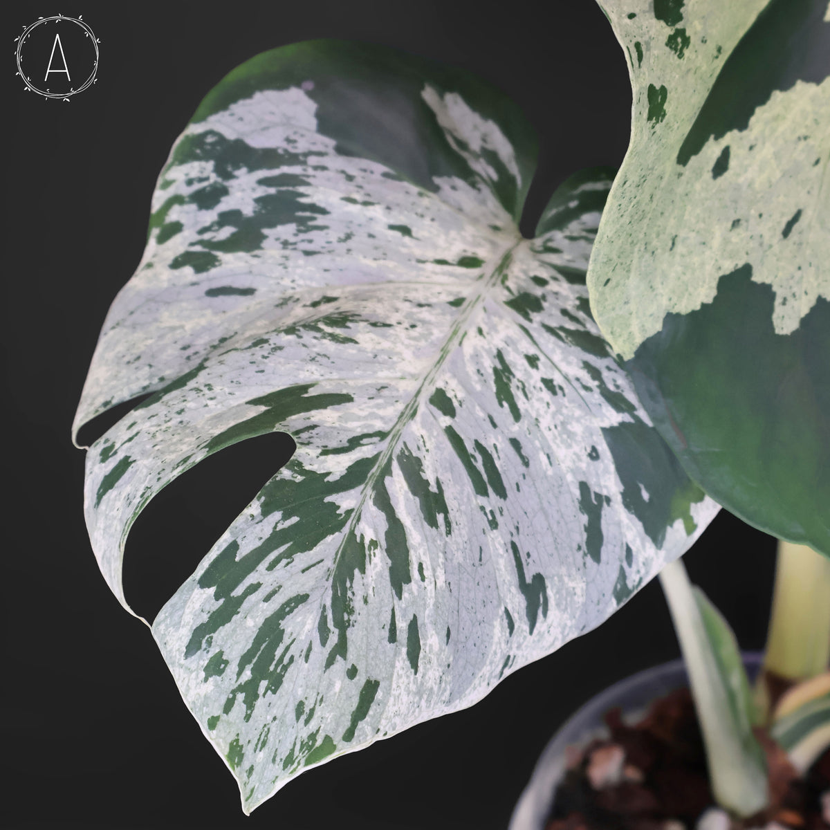 Monstera Bulbasaur