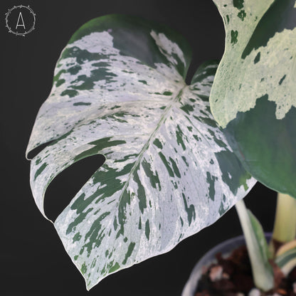 Monstera Bulbasaur