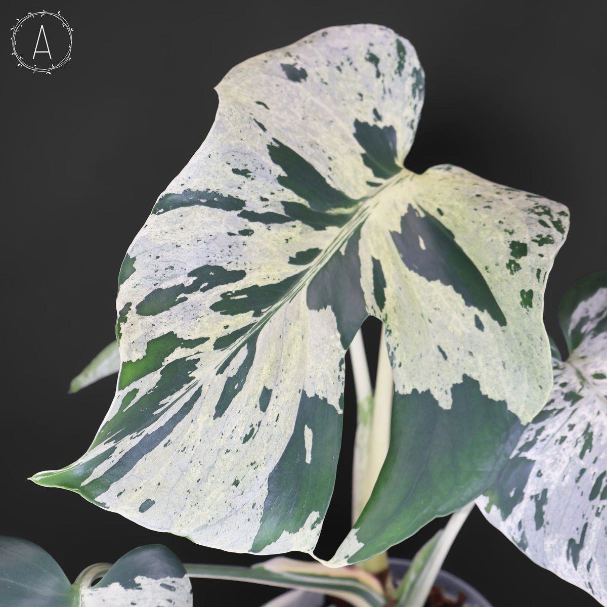 Monstera Bulbasaur