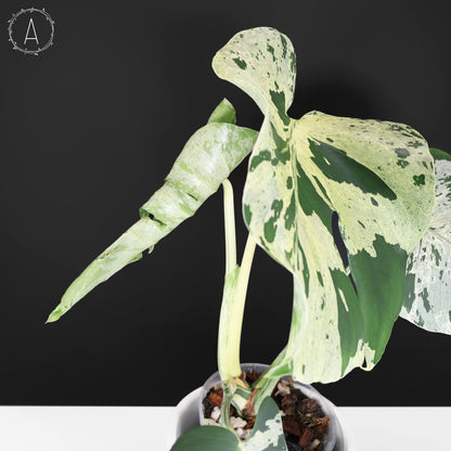 Monstera Bulbasaur