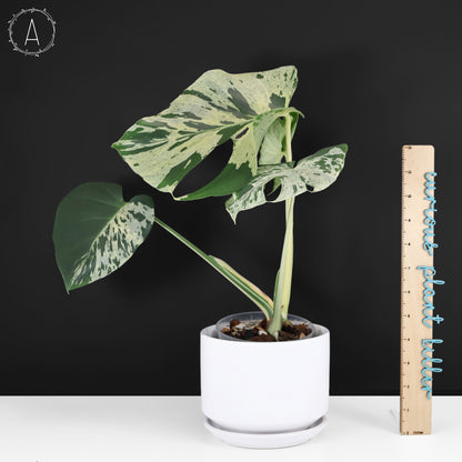 Monstera Bulbasaur