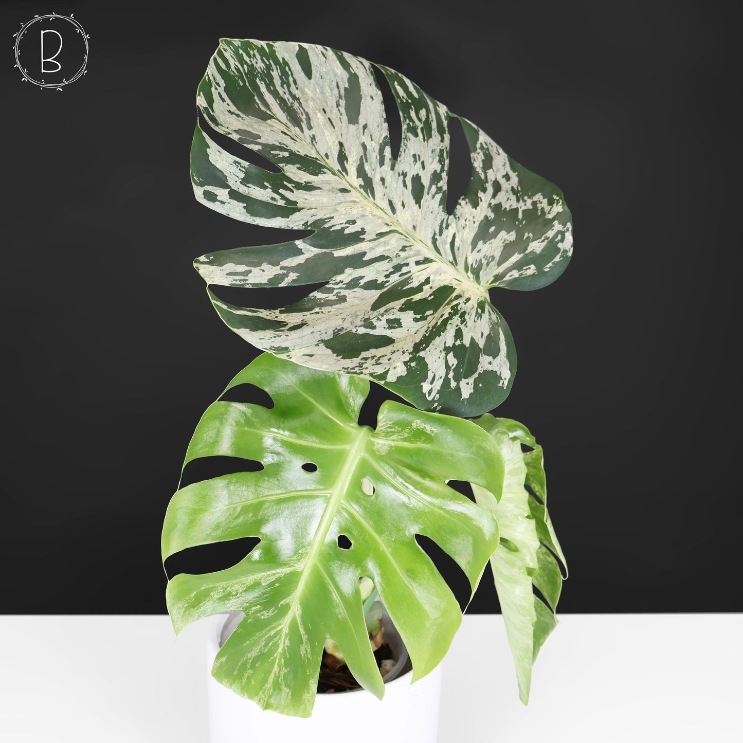 Monstera Bulbasaur