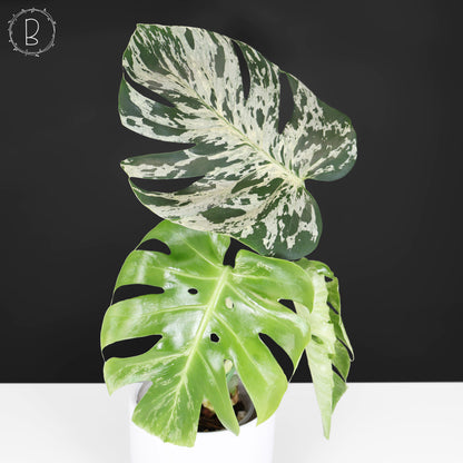 Monstera Bulbasaur