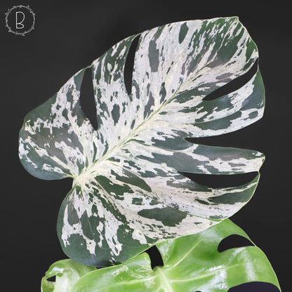 Monstera Bulbasaur