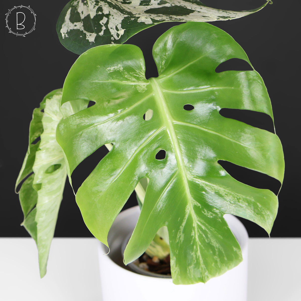 Monstera Bulbasaur