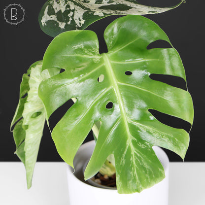 Monstera Bulbasaur