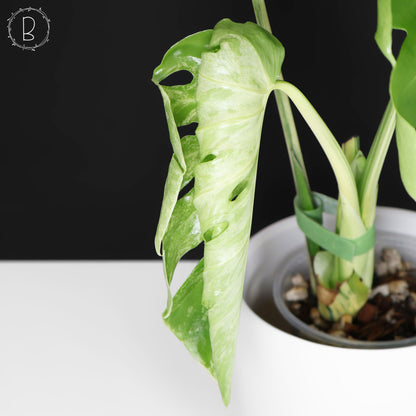 Monstera Bulbasaur