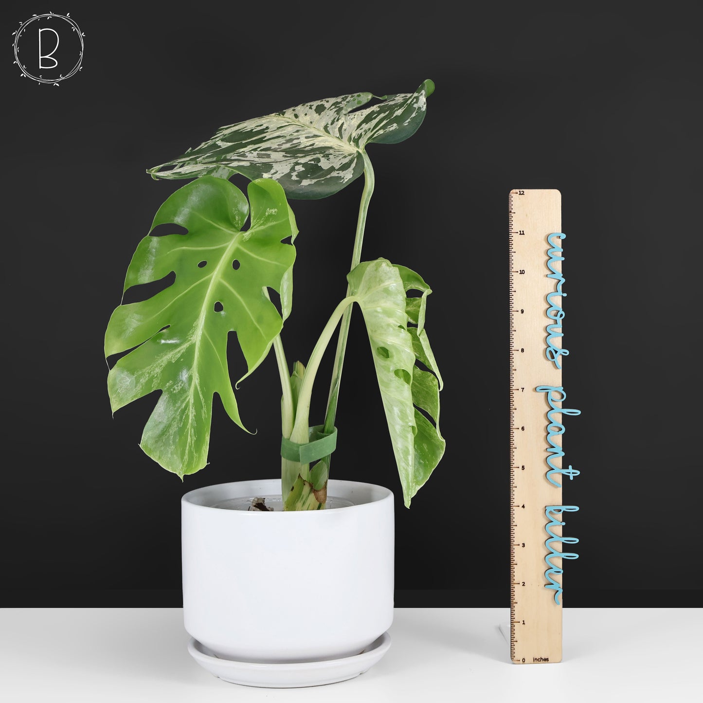 Monstera Bulbasaur