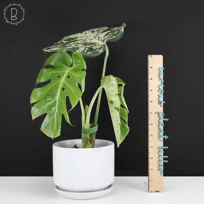 Monstera Bulbasaur