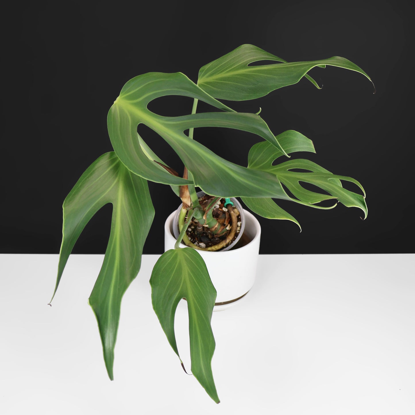 Monstera Burle Marx Flame (Non-TC)