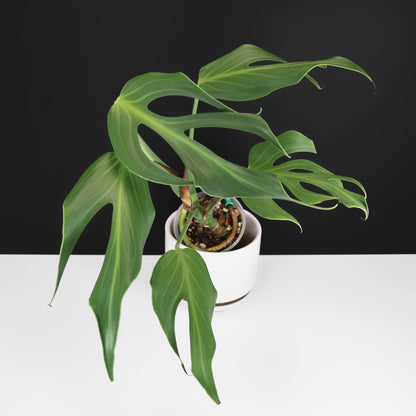 Monstera Burle Marx Flame (Non-TC)