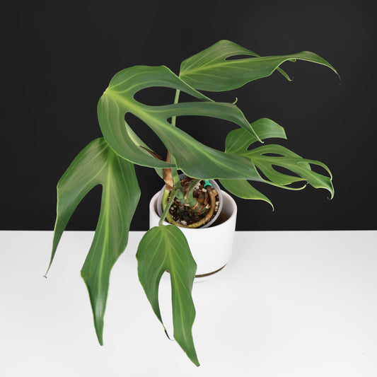 Monstera Burle Marx Flame (Non-TC)
