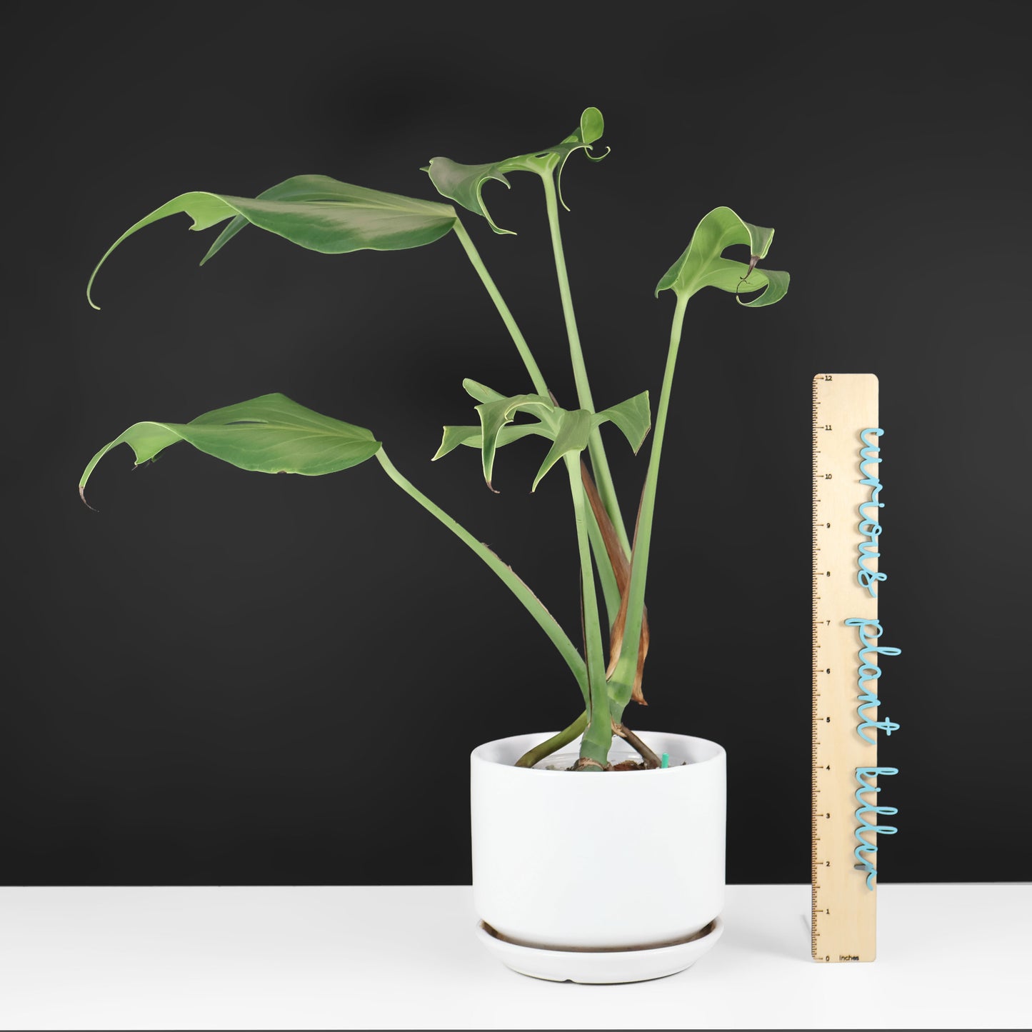 Monstera Burle Marx Flame (Non-TC)
