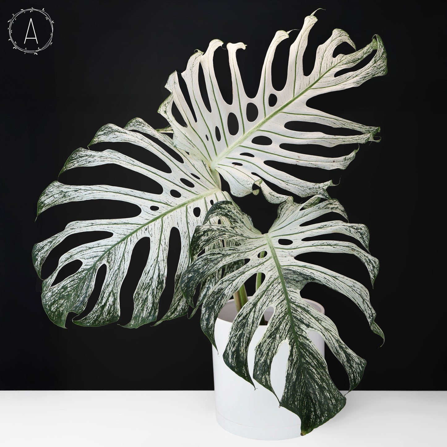Monstera Devil Monster (Non-TC)