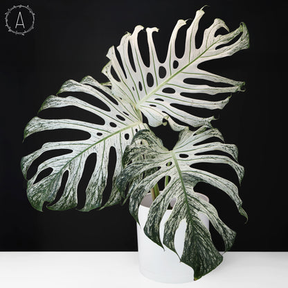 Monstera Devil Monster (Non-TC)