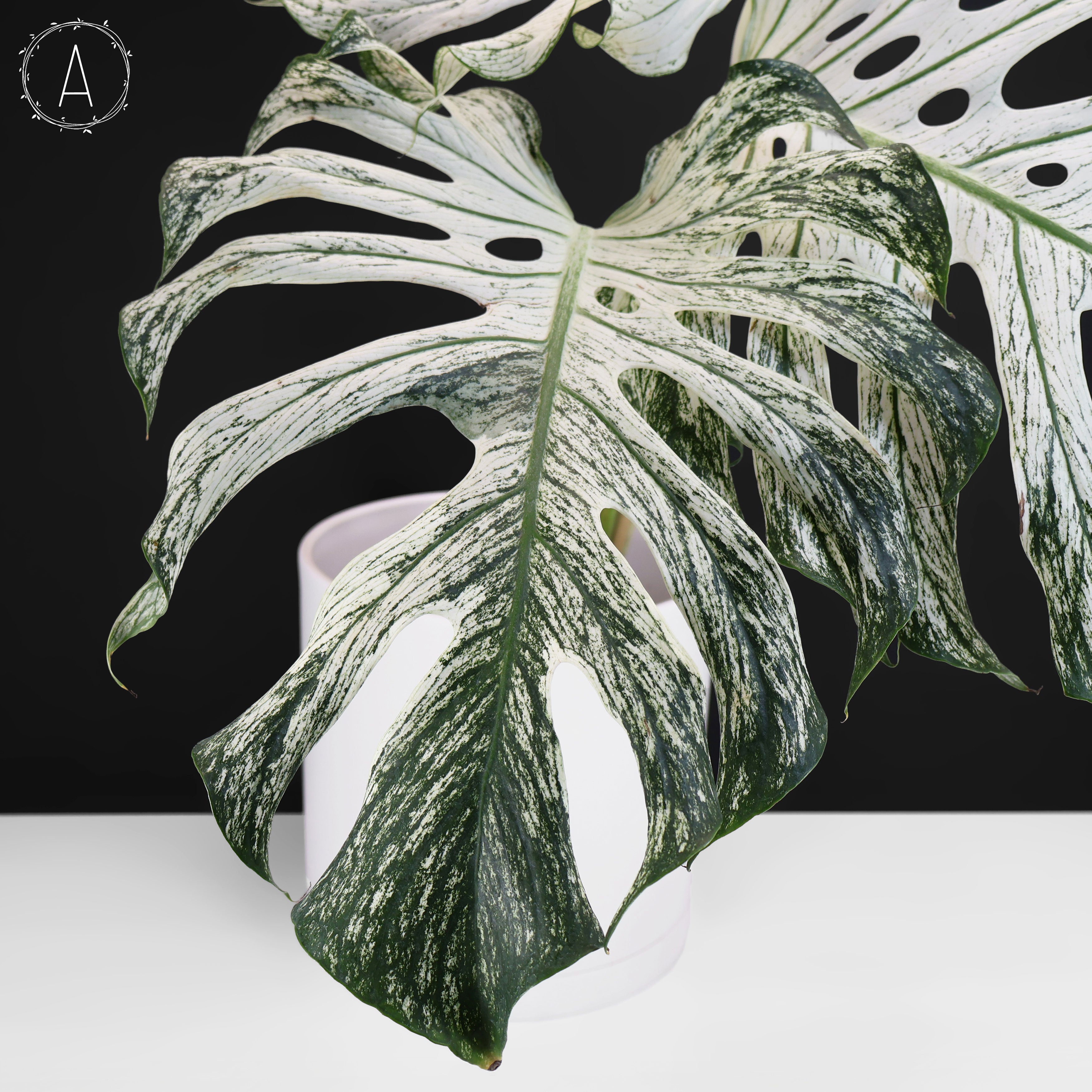 Monstera Devil Monster (Non-TC) – Curious Plant Killer