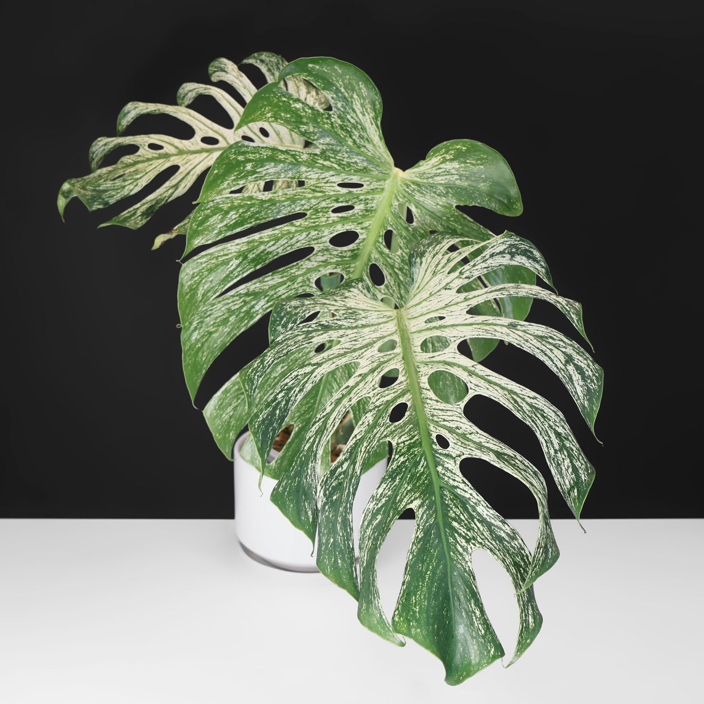 Monstera Devil Monster (Non-TC)