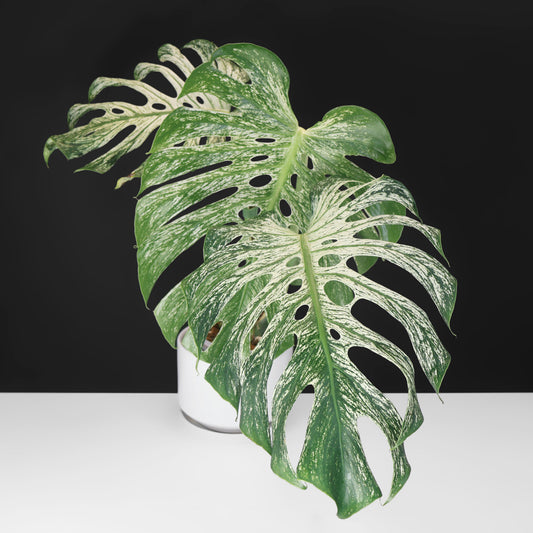 Monstera Devil Monster (Non-TC)