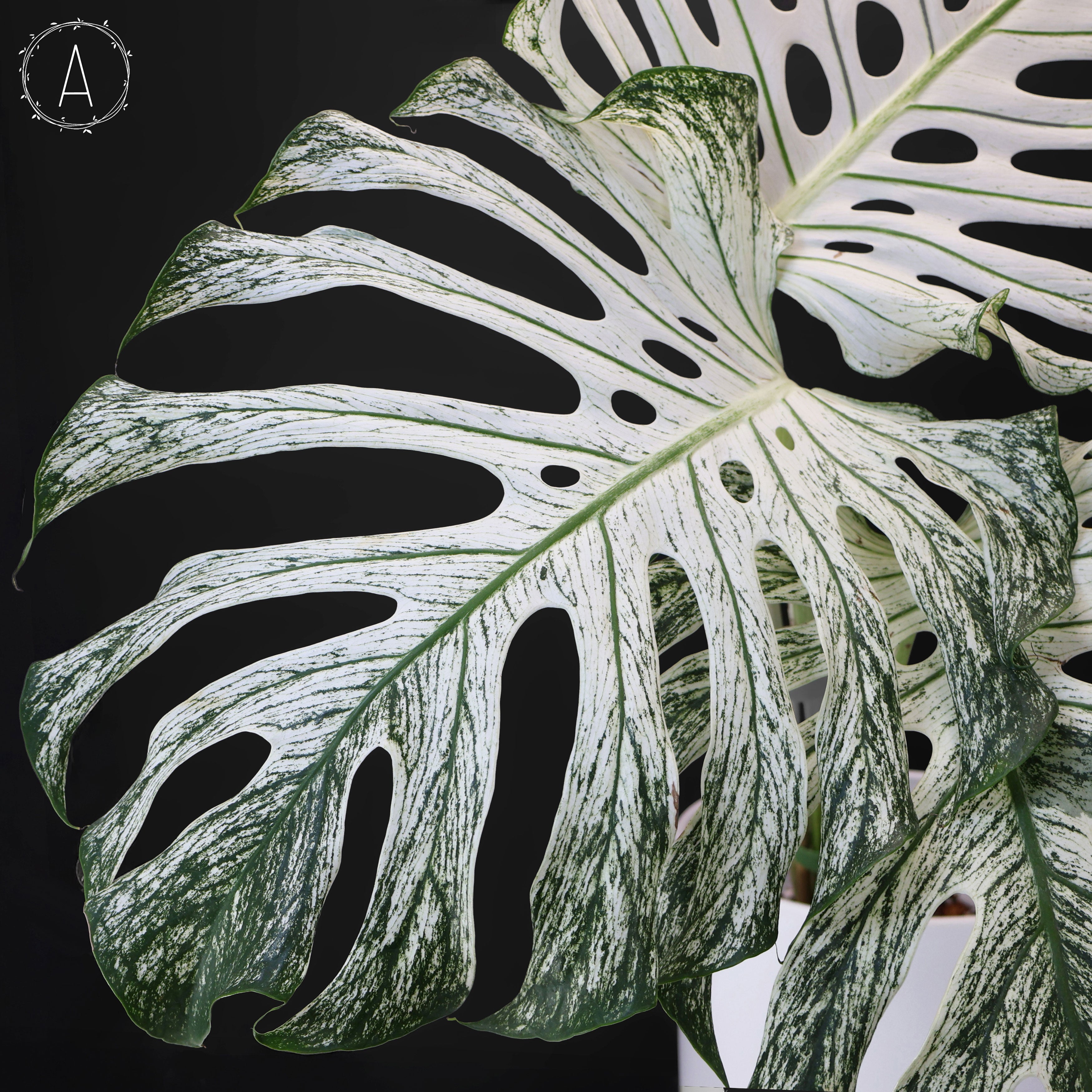Monstera Devil Monster (Non-TC) – Curious Plant Killer