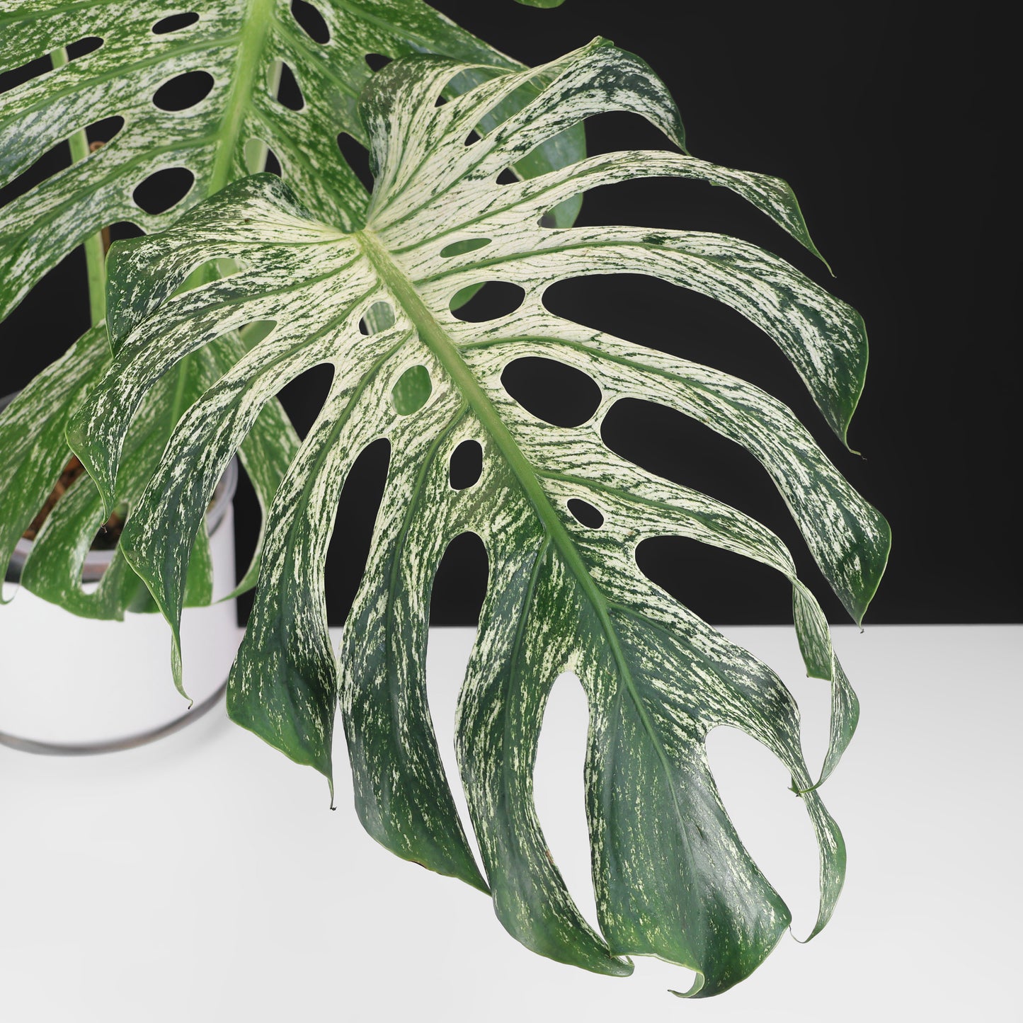 Monstera Devil Monster (Non-TC)