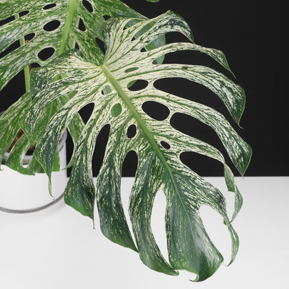 Monstera Devil Monster (Non-TC)