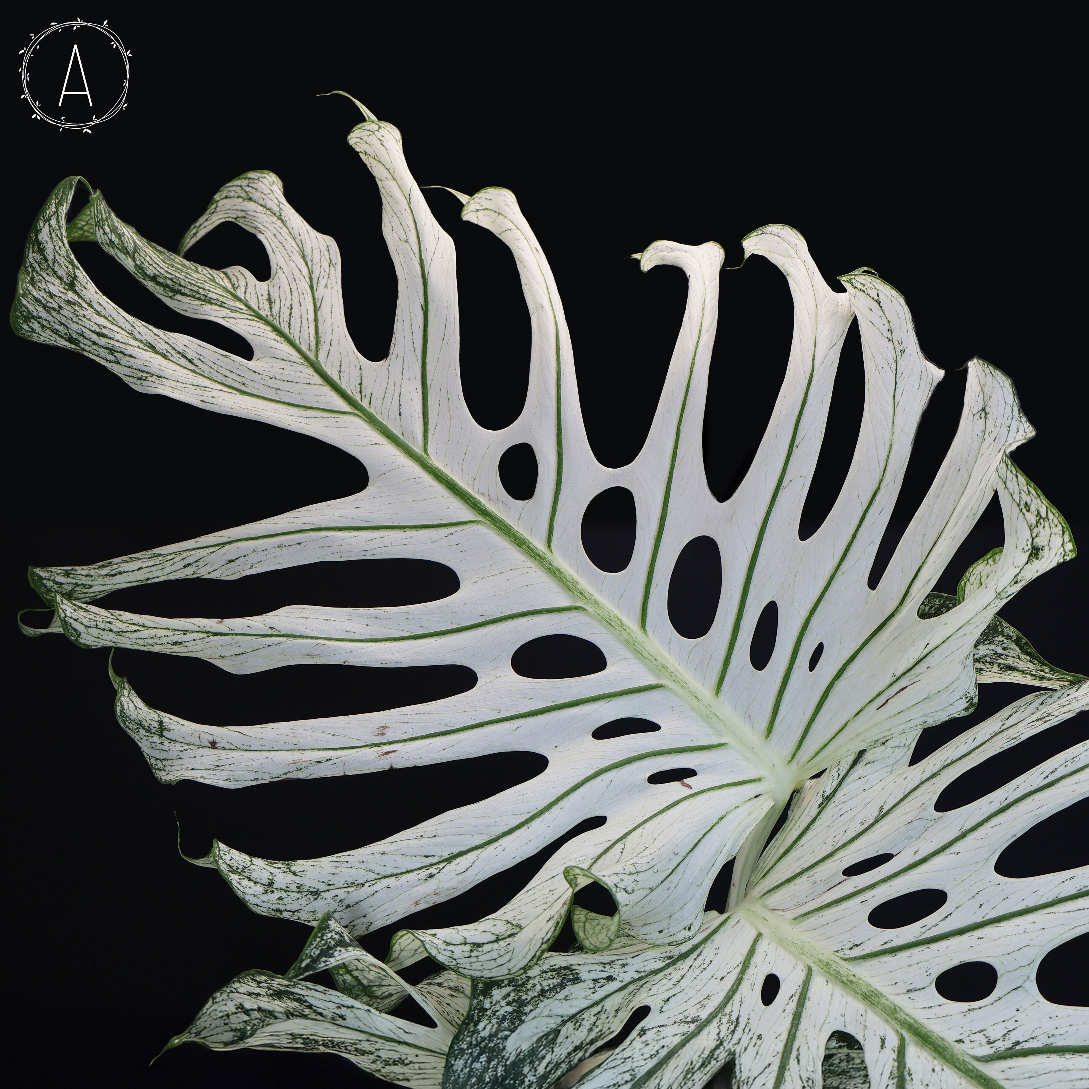 Monstera Devil Monster (Non-TC) – Curious Plant Killer