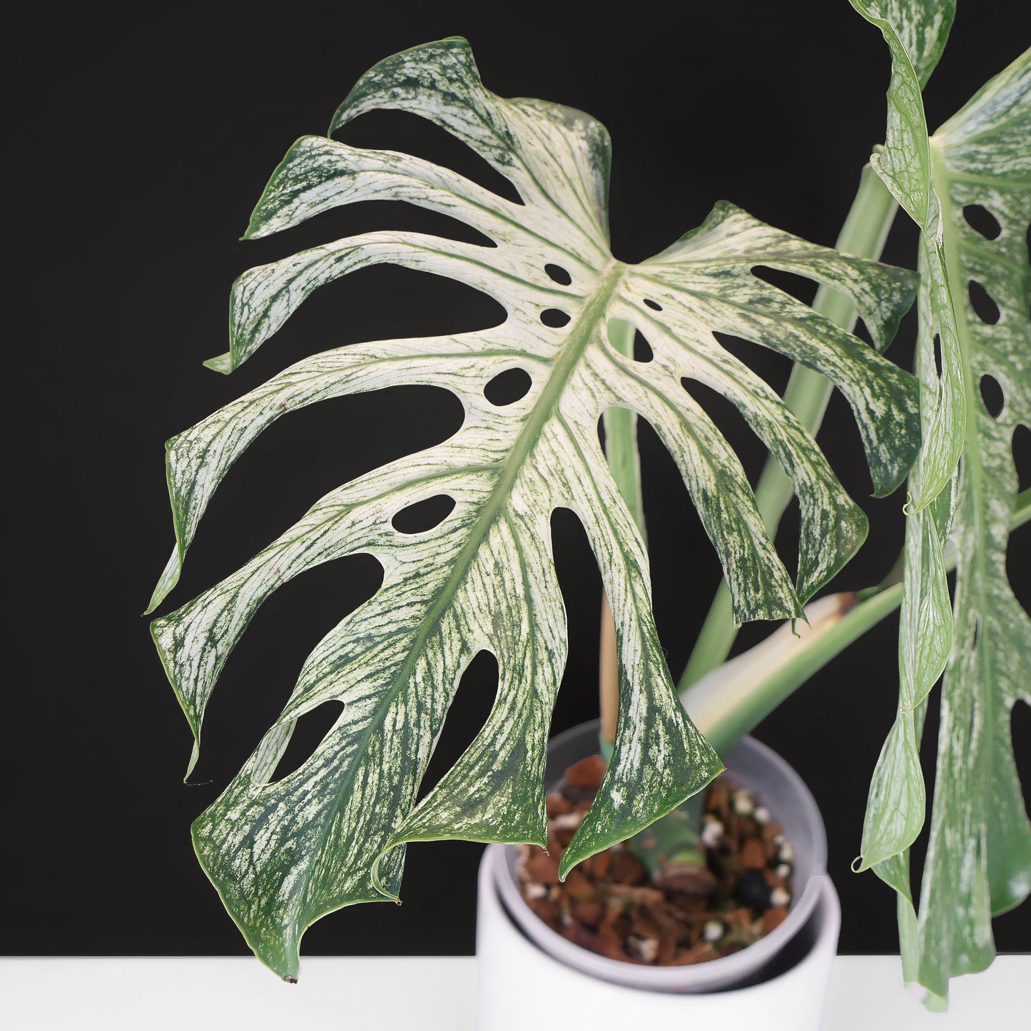 Monstera Devil Monster (Non-TC)