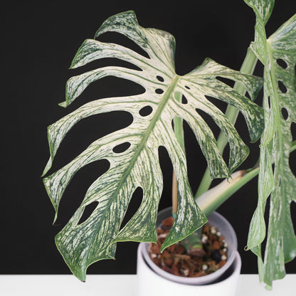 Monstera Devil Monster (Non-TC)