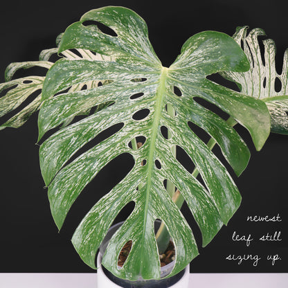 Monstera Devil Monster (Non-TC)