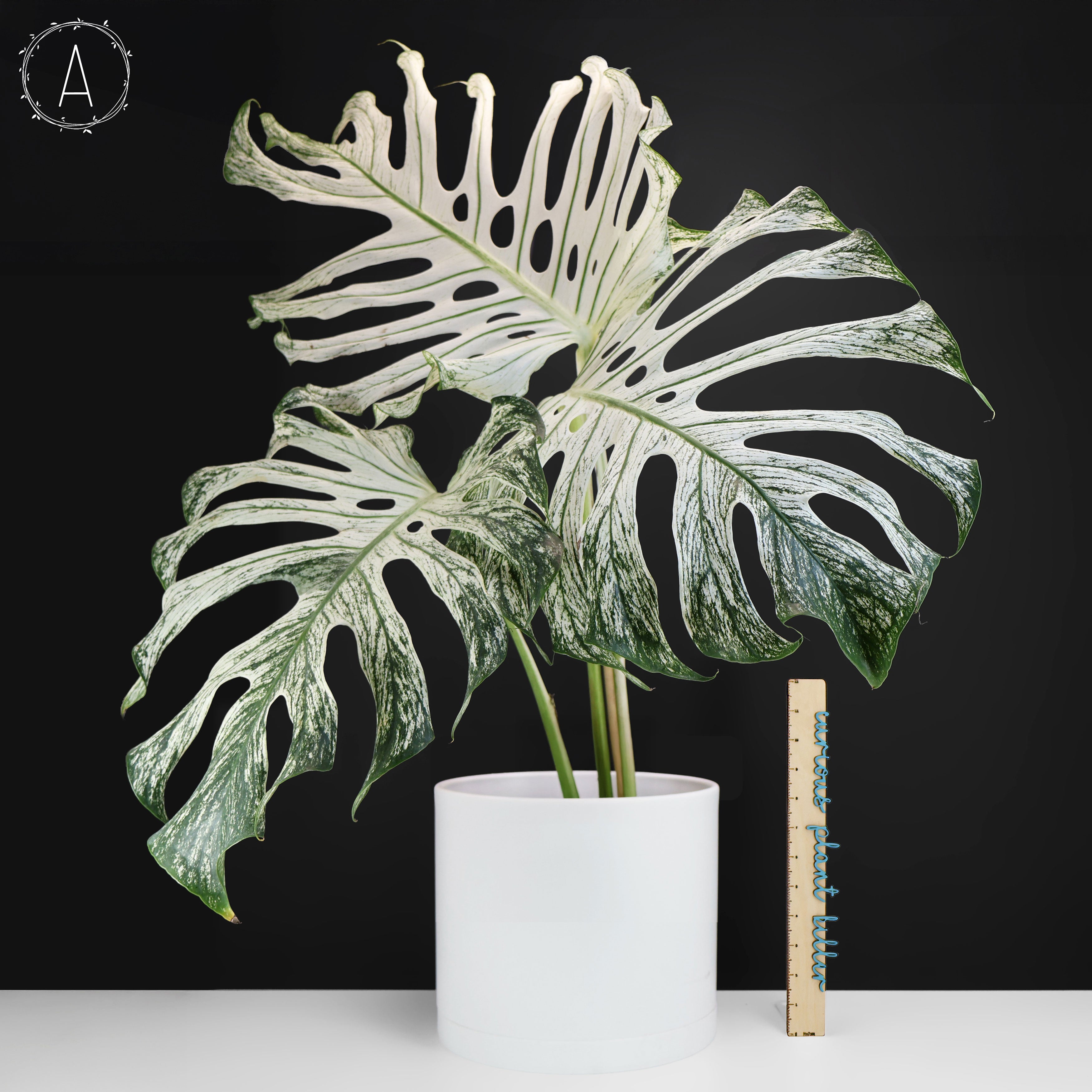 Monstera Devil Monster (Non-TC) – Curious Plant Killer