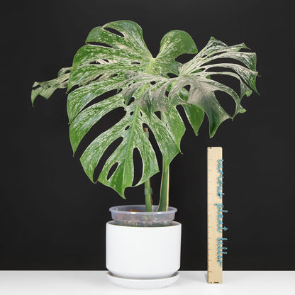 Monstera Devil Monster (Non-TC)