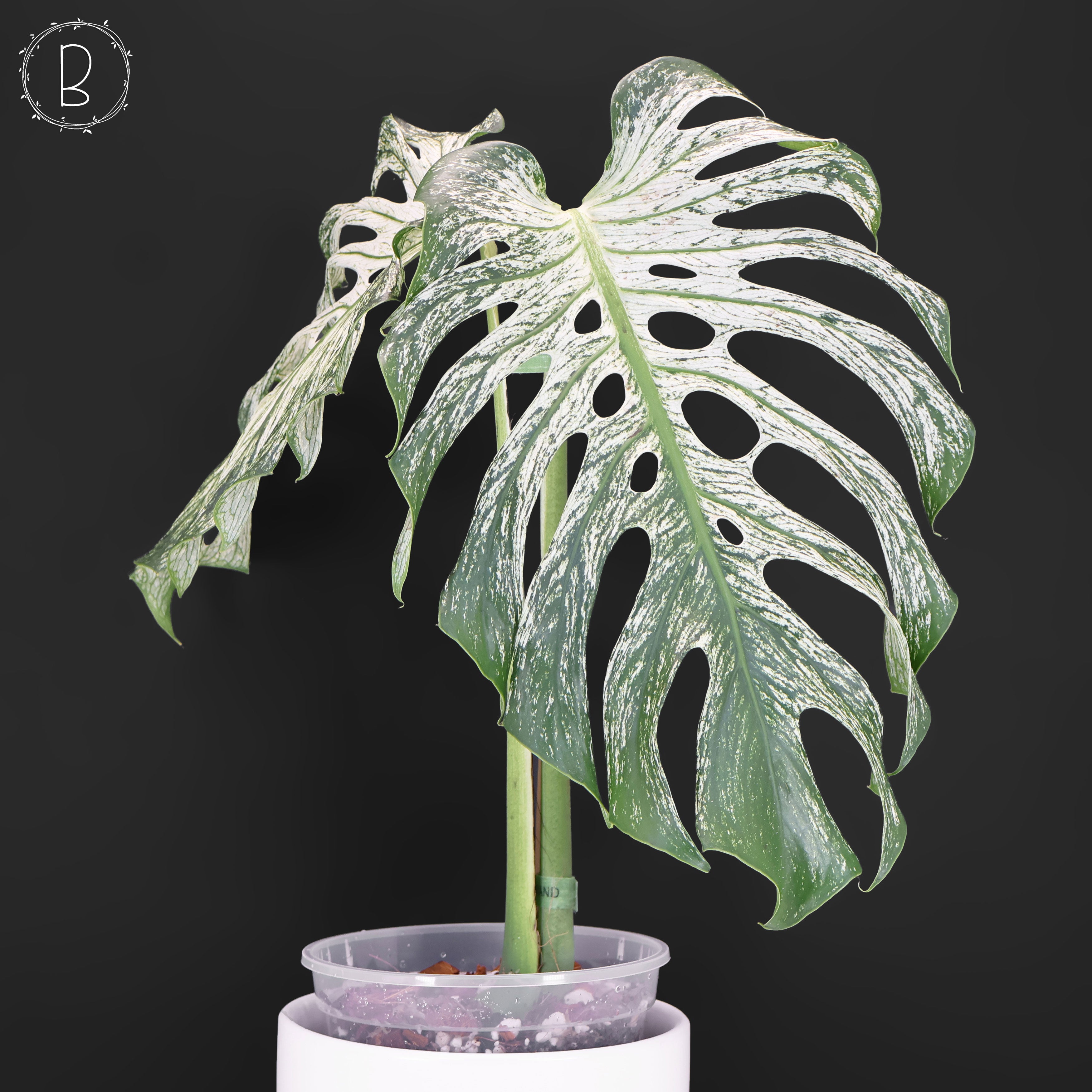 Monstera Devil Monster (Non-TC) – Curious Plant Killer