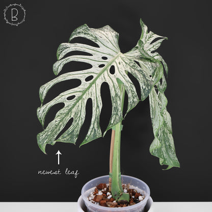 Monstera Devil Monster (Non-TC)