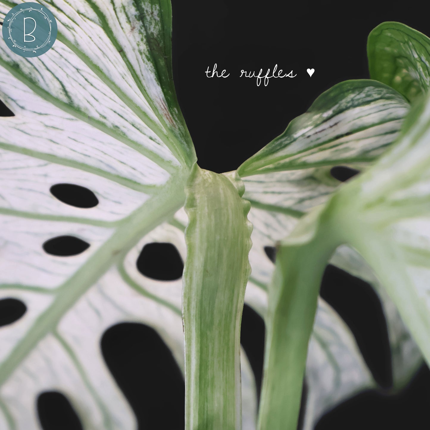 Monstera Devil Monster (Non-TC)