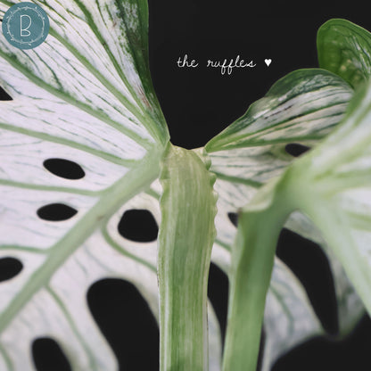 Monstera Devil Monster (Non-TC)