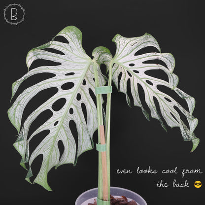 Monstera Devil Monster (Non-TC)