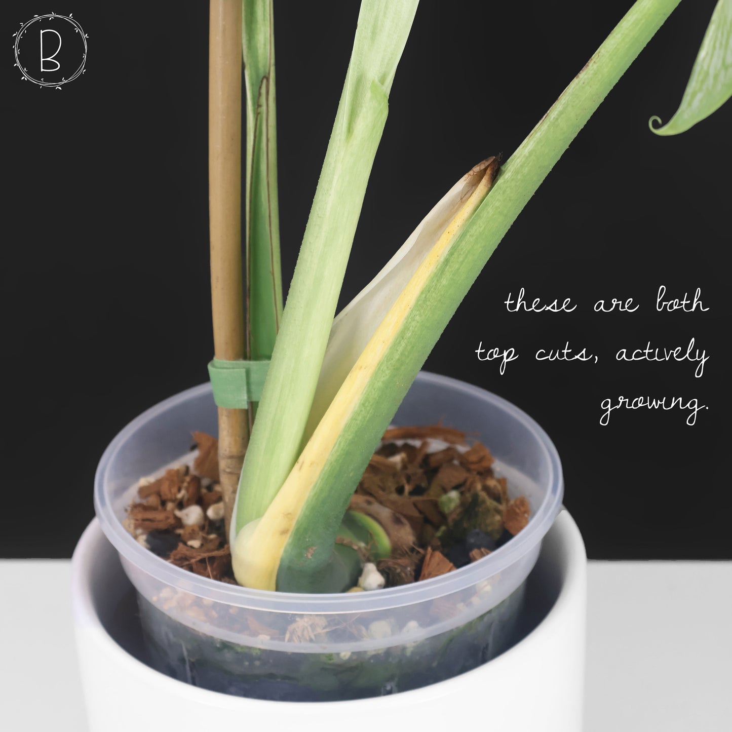 Monstera Devil Monster (Non-TC)