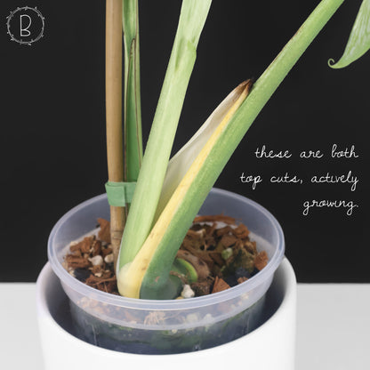 Monstera Devil Monster (Non-TC)