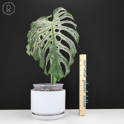 Monstera Devil Monster (Non-TC)