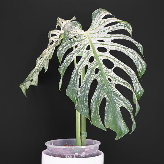 Monstera Devil Monster (Non-TC)
