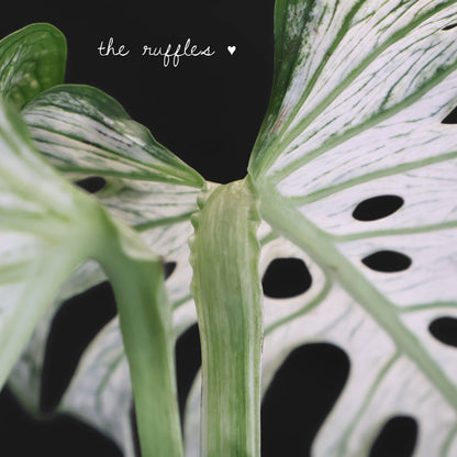 Monstera Devil Monster (Non-TC)
