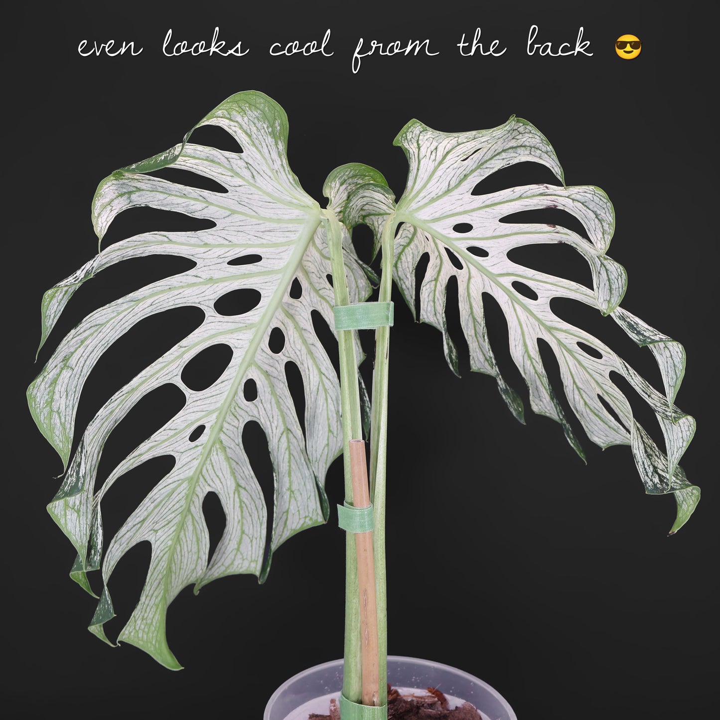 Monstera Devil Monster (Non-TC)