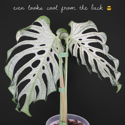 Monstera Devil Monster (Non-TC)