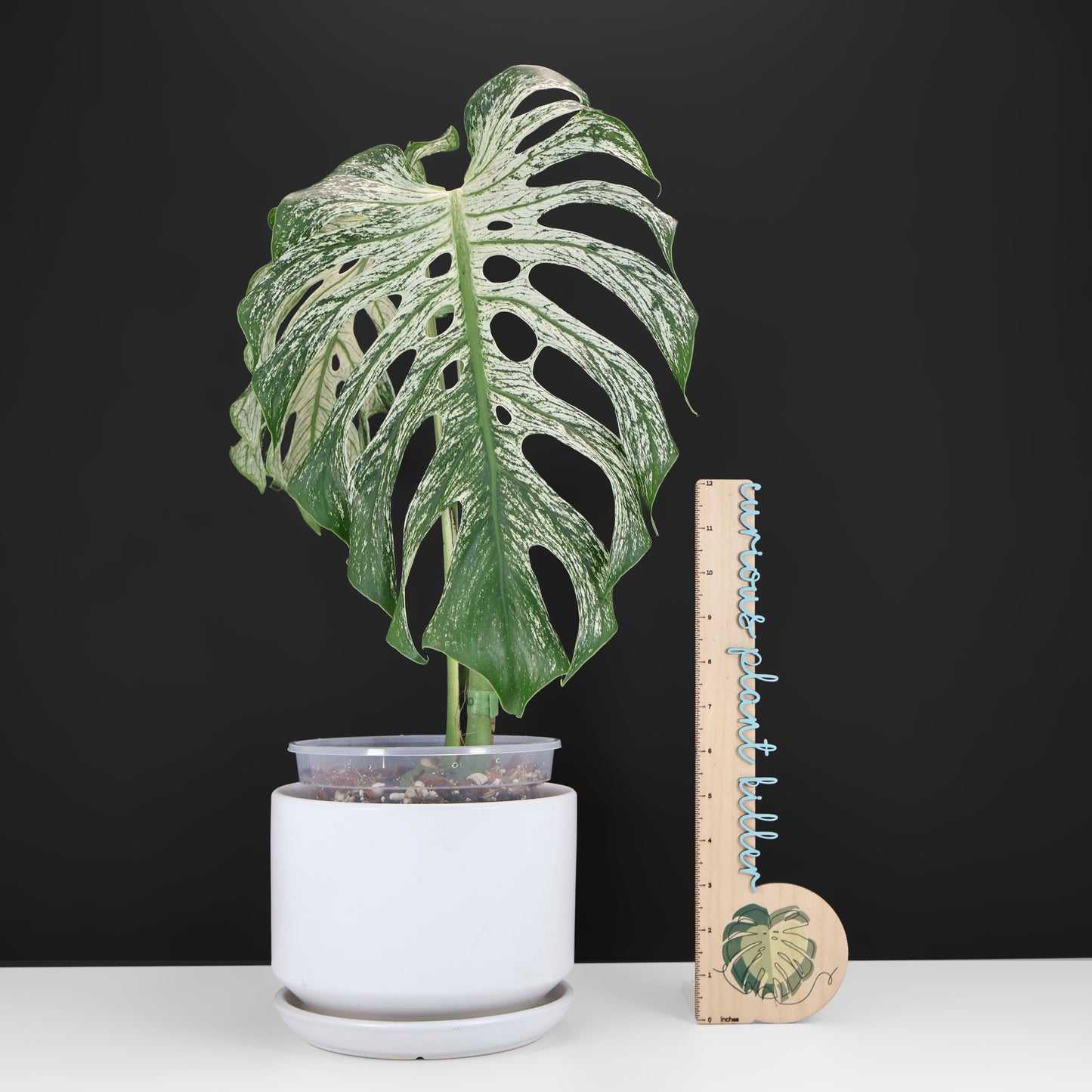 Monstera Devil Monster (Non-TC)