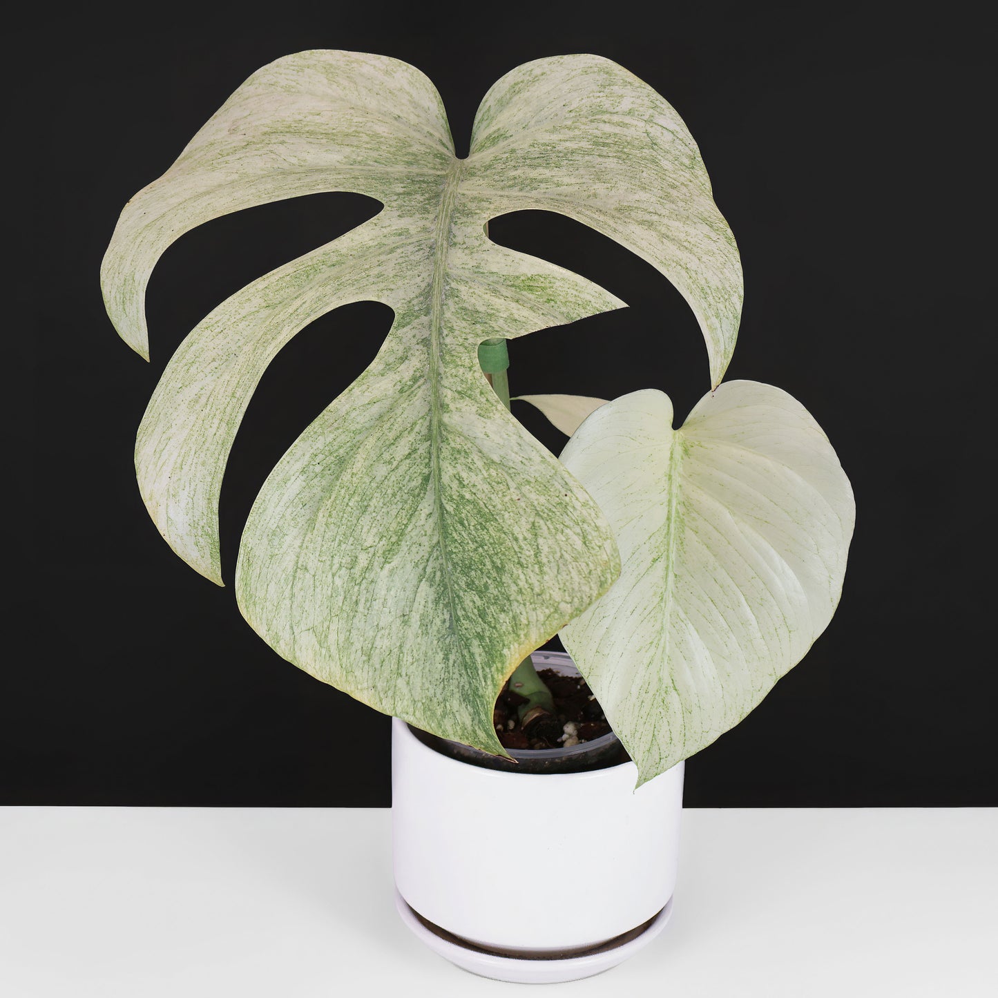 Monstera Full Mint (Non-TC)