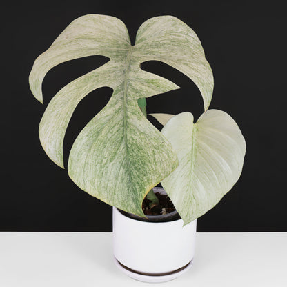 Monstera Full Mint (Non-TC)