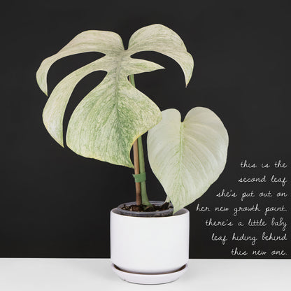Monstera Full Mint (Non-TC)